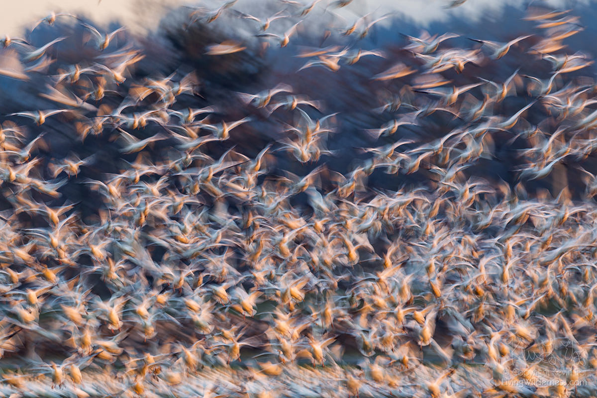 Flock of Snow Geese, Motion Blur, Skagit Valley, Washington