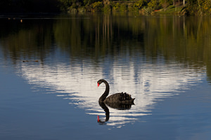 Taranaki and Black Swan, New Zealand (Mount Egmont)