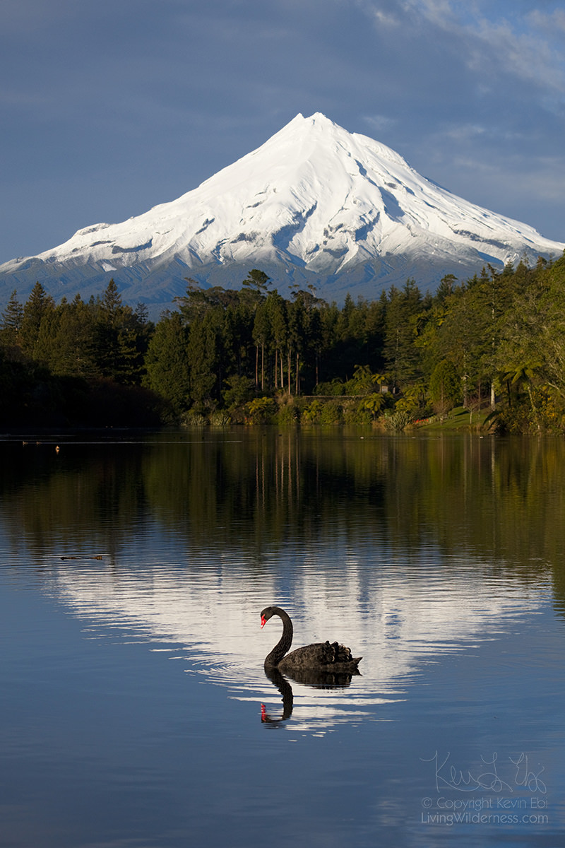 Black Swan and Taranaki, Lake Mangamahoe, New Zealand