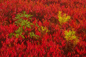 Fall Color, Dolly Sods Wilderness, West Virginia