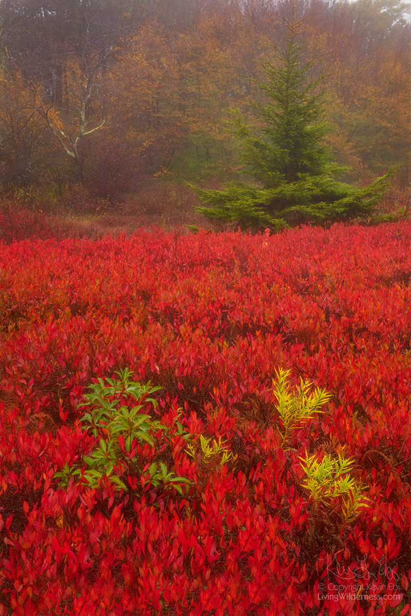 Fall Color, Dolly Sods Wilderness, West Virginia