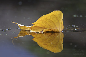 Floating Leaf, Seattle Arboretum