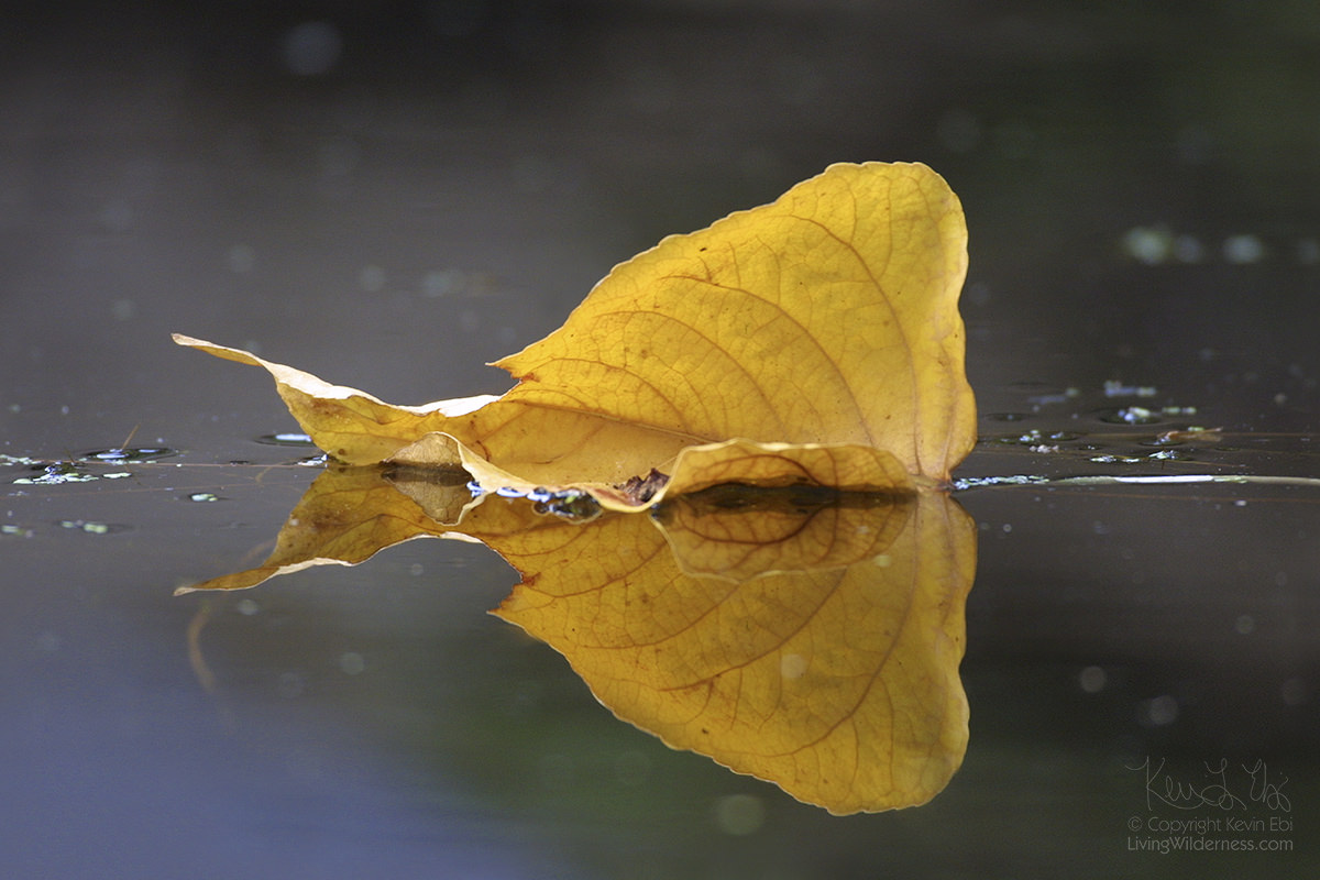 Floating Leaf, Washington Park Arboretum, Seattle