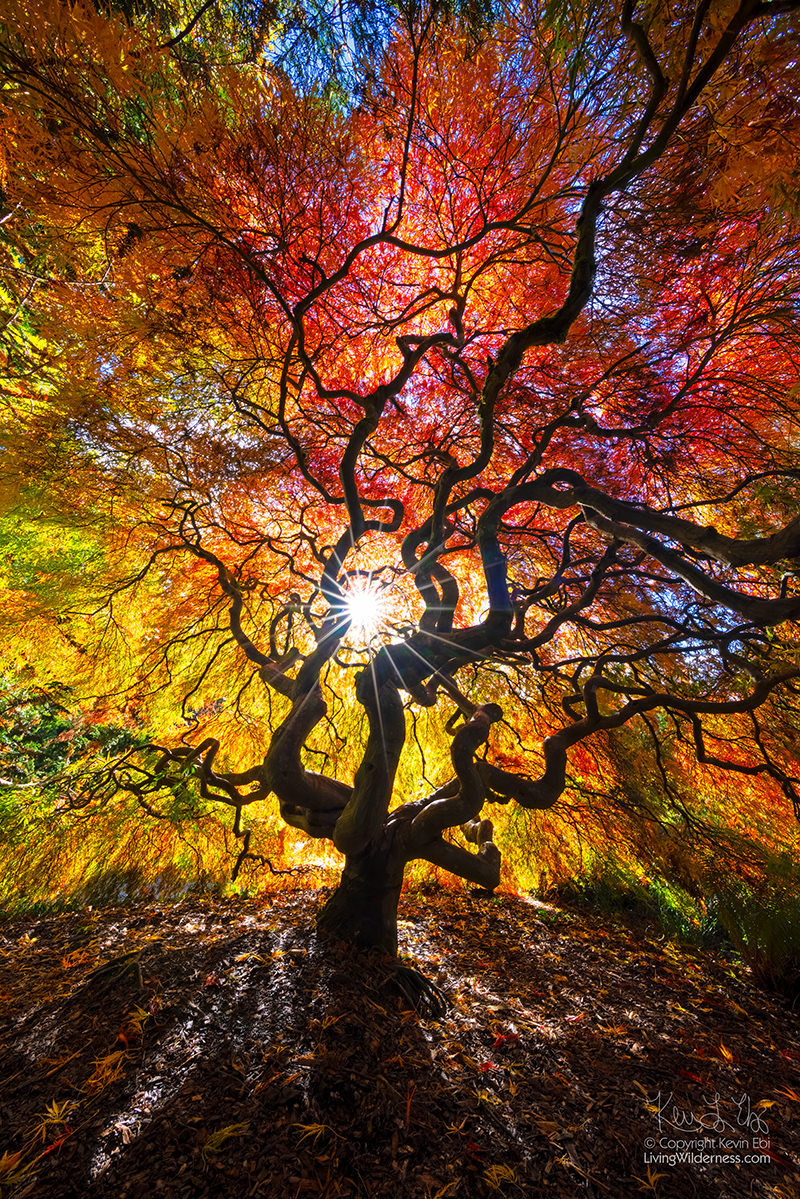 Autumn Light Through Japanese Maple, Seattle, Washington