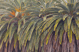 Cluster of Palm Trees, Malibu Lagoon, California