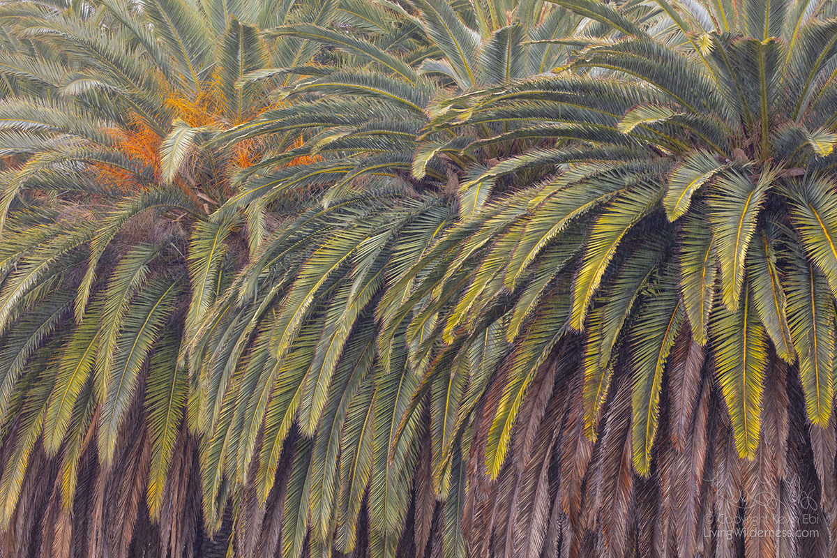 Cluster of Palm Trees, Malibu Lagoon, Malibu, California