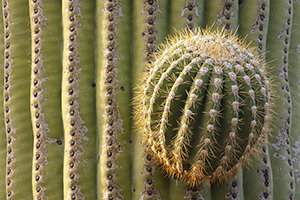 Round Arm Sprouting on Saguaro, Saguaro National Park, Arizona