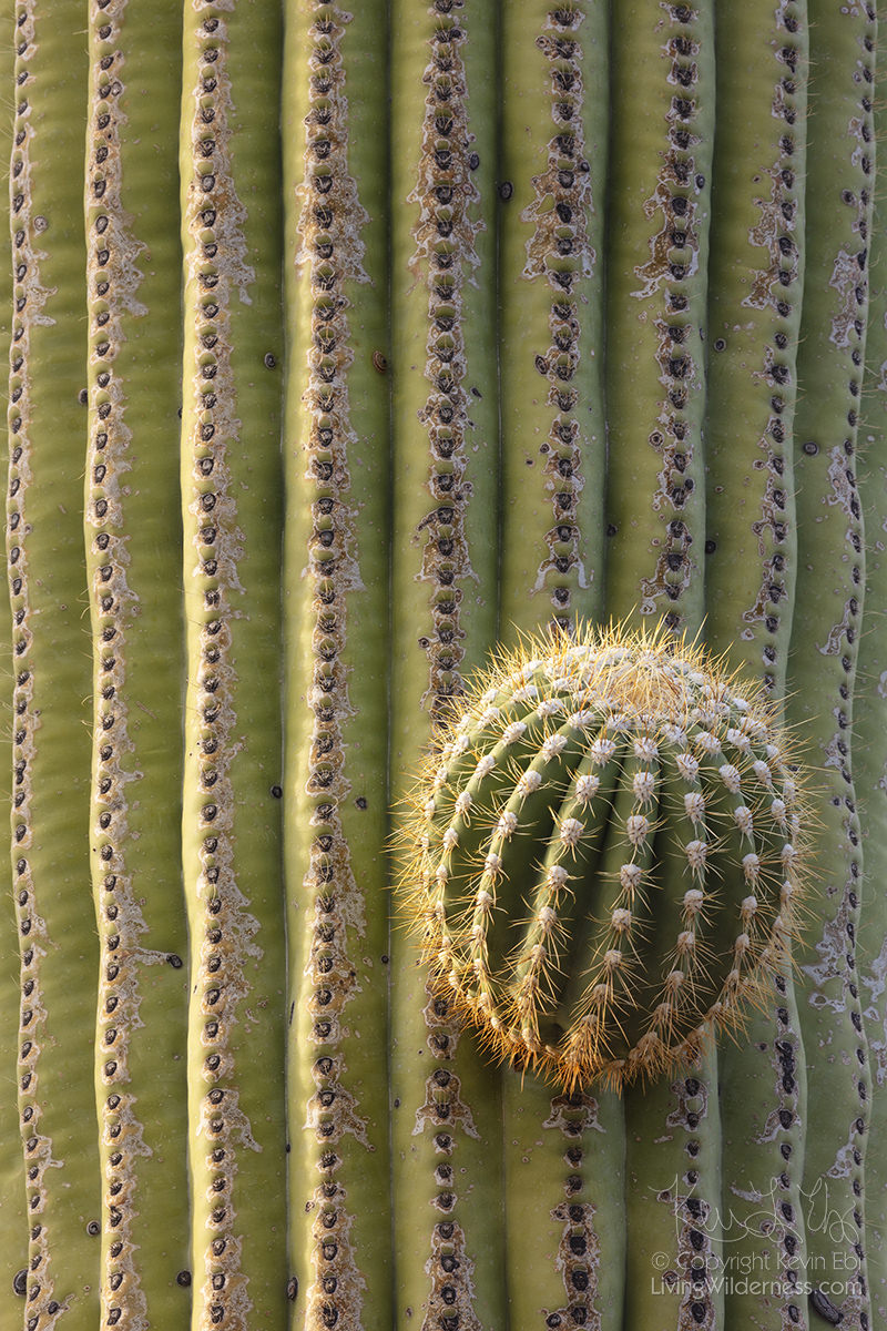 Arm Sprouting on Saguaro, Saguaro National Park, Arizona