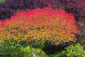 Fall Color: Rainbow Tree