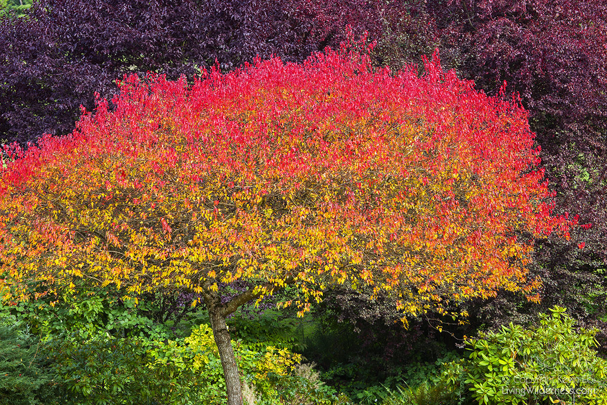 Fall Color, Rainbow Tree