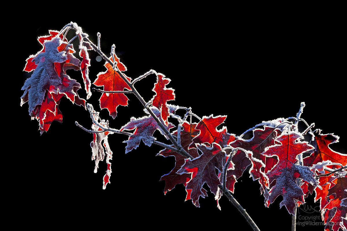 Frost on Red Oak Leaves