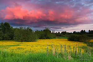 Buttercup Meadow, Bothell, Washington