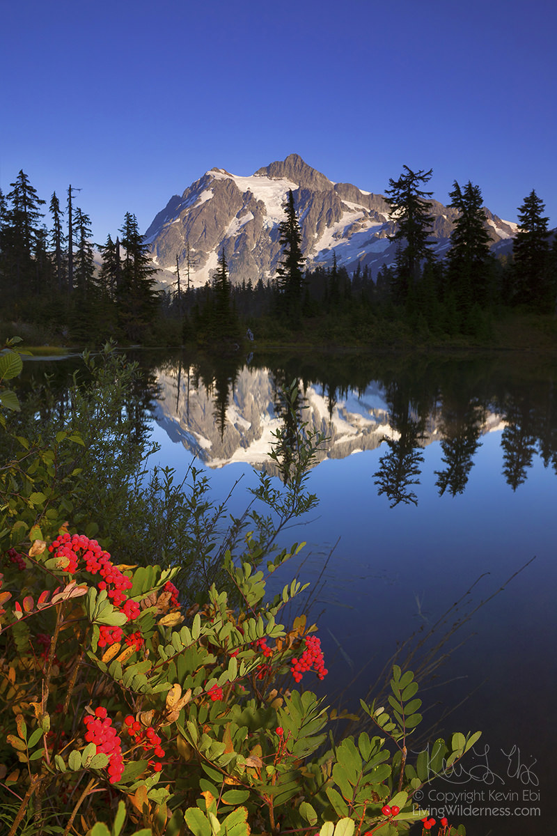 Mount Shuksan and Mountain Ash, North Cascades, Washington