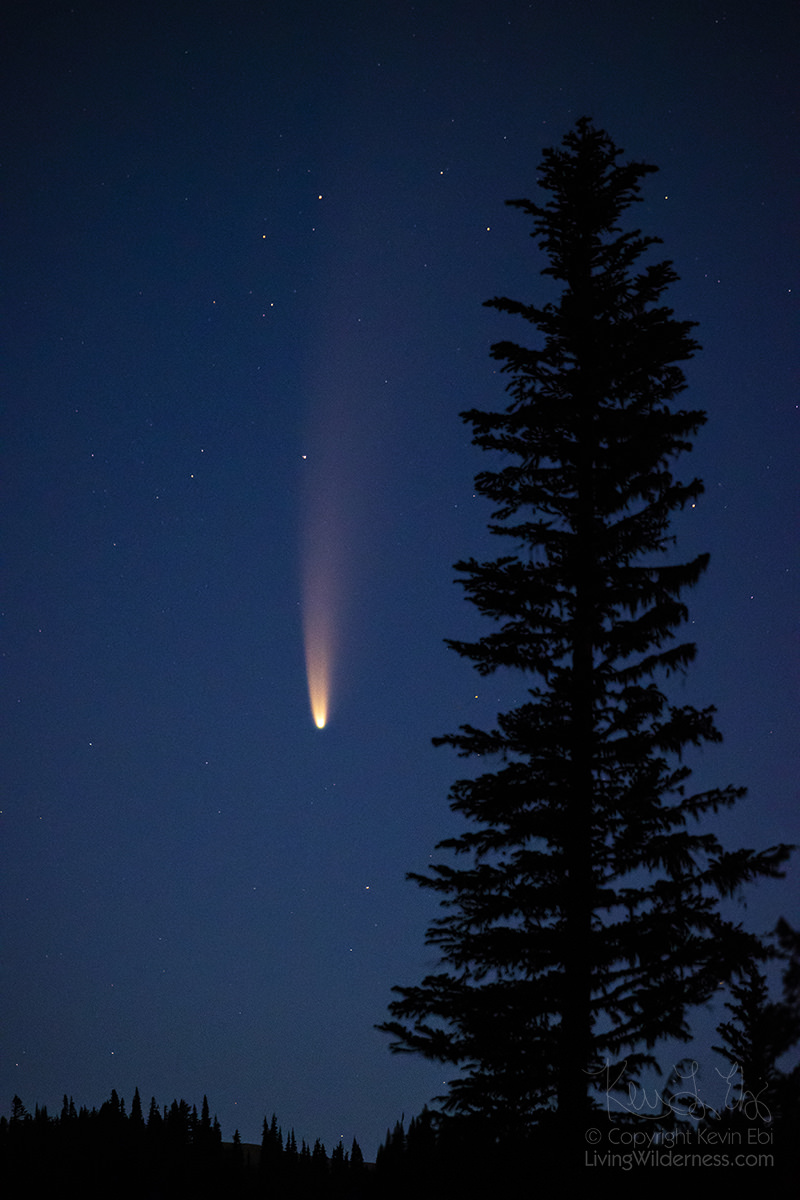 Comet NEOWISE and Evergreen, Mount Rainier National Park, Washington