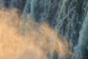 Gull in the Mist, Horseshoe Falls, Niagara Falls