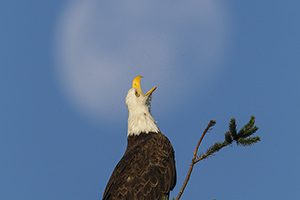 Bald Eagle Crying at Moon