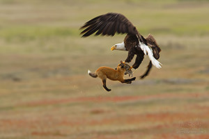 Bald Eagle, Fox and Rabbit, San Juan Island, Washington
