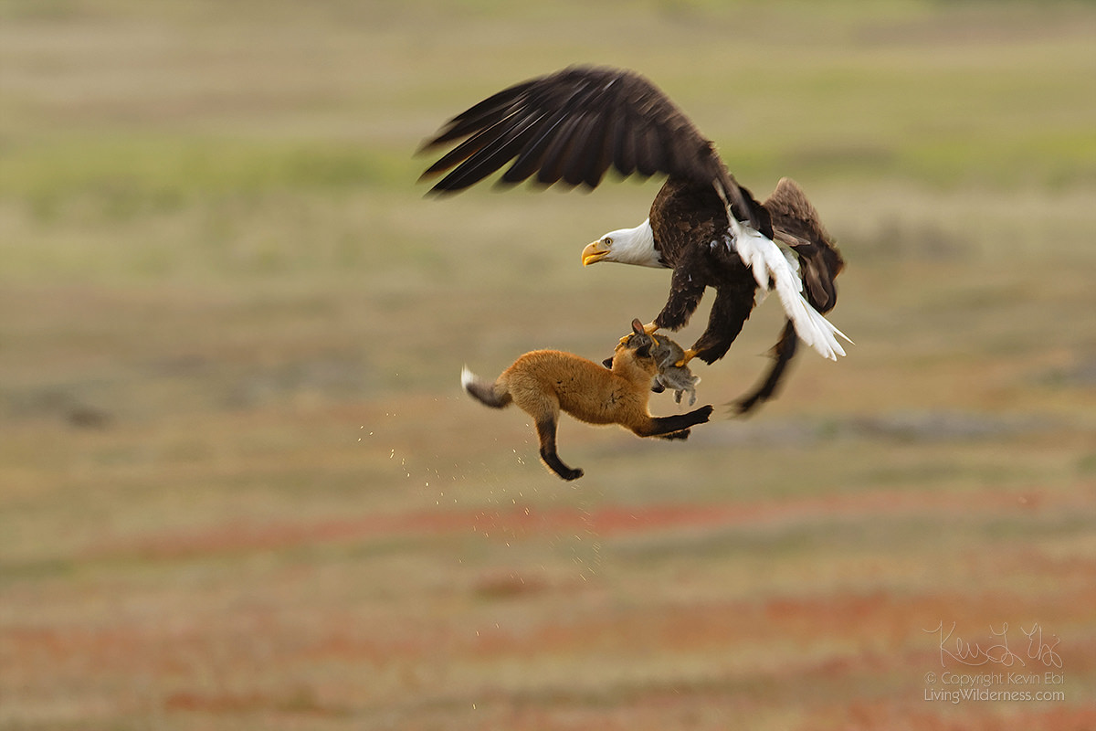 Bald Eagle, Fox and Rabbit, San Juan Island National Historical Park, Washington