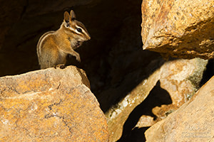 Allen's Chipmunk and Shadow, Kings Canyon National Park
