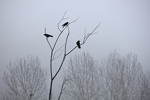 Three Crows on Foggy Perch, North Creek, Washington