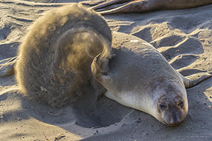 Elephant Seal Tossing Sand, Piedras Blancas, California