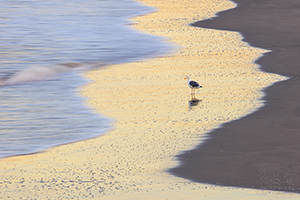 Gull, Venice Beach, California