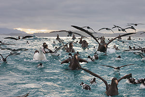 Sea Birds Off Kaikoura, New Zealand