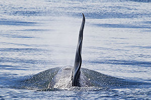 Orca Surfacing, Strait of Georgia, Canada