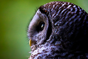 Portrait of a Barred Owl, Edmonds, Washington