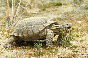 Desert Tortoise Feeding, Mojave Desert, California