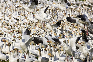 Flock of Snow Geese, Lined Up, Skagit Valley