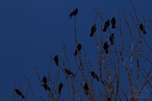 American Crows, Glowing Eyes, Night